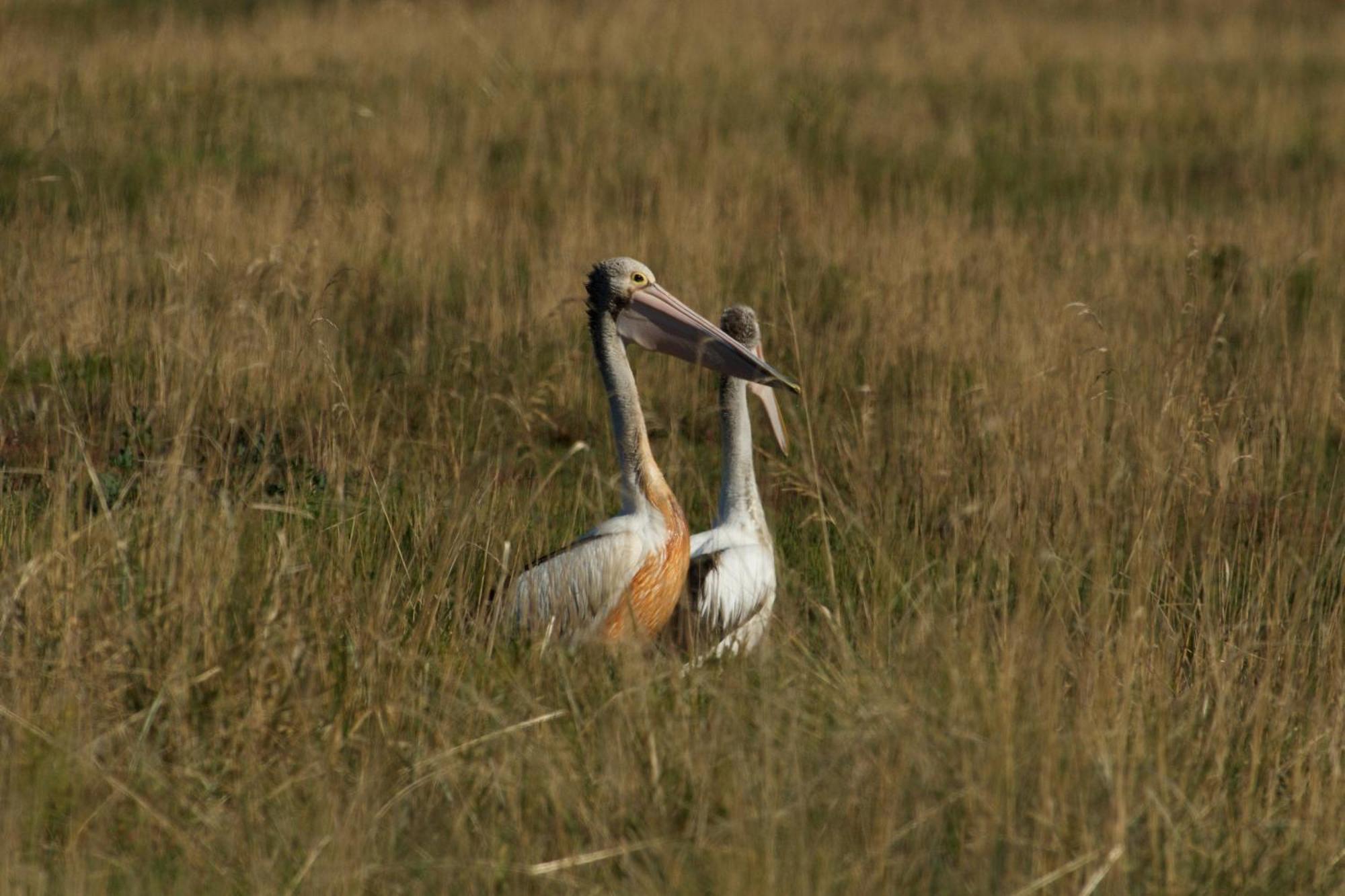Pelican Point Sanctuary 세인트헬렌 외부 사진