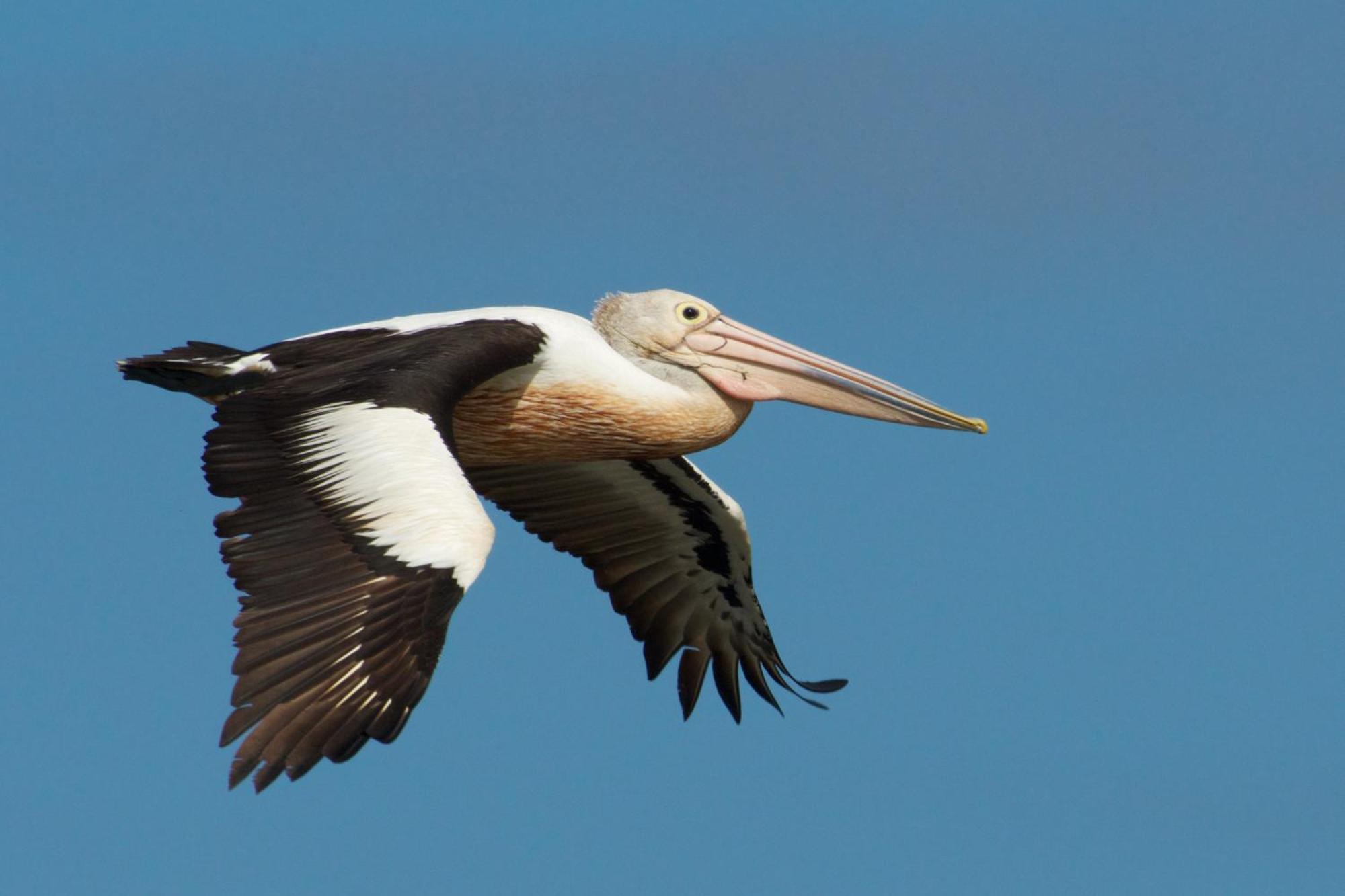 Pelican Point Sanctuary 세인트헬렌 외부 사진