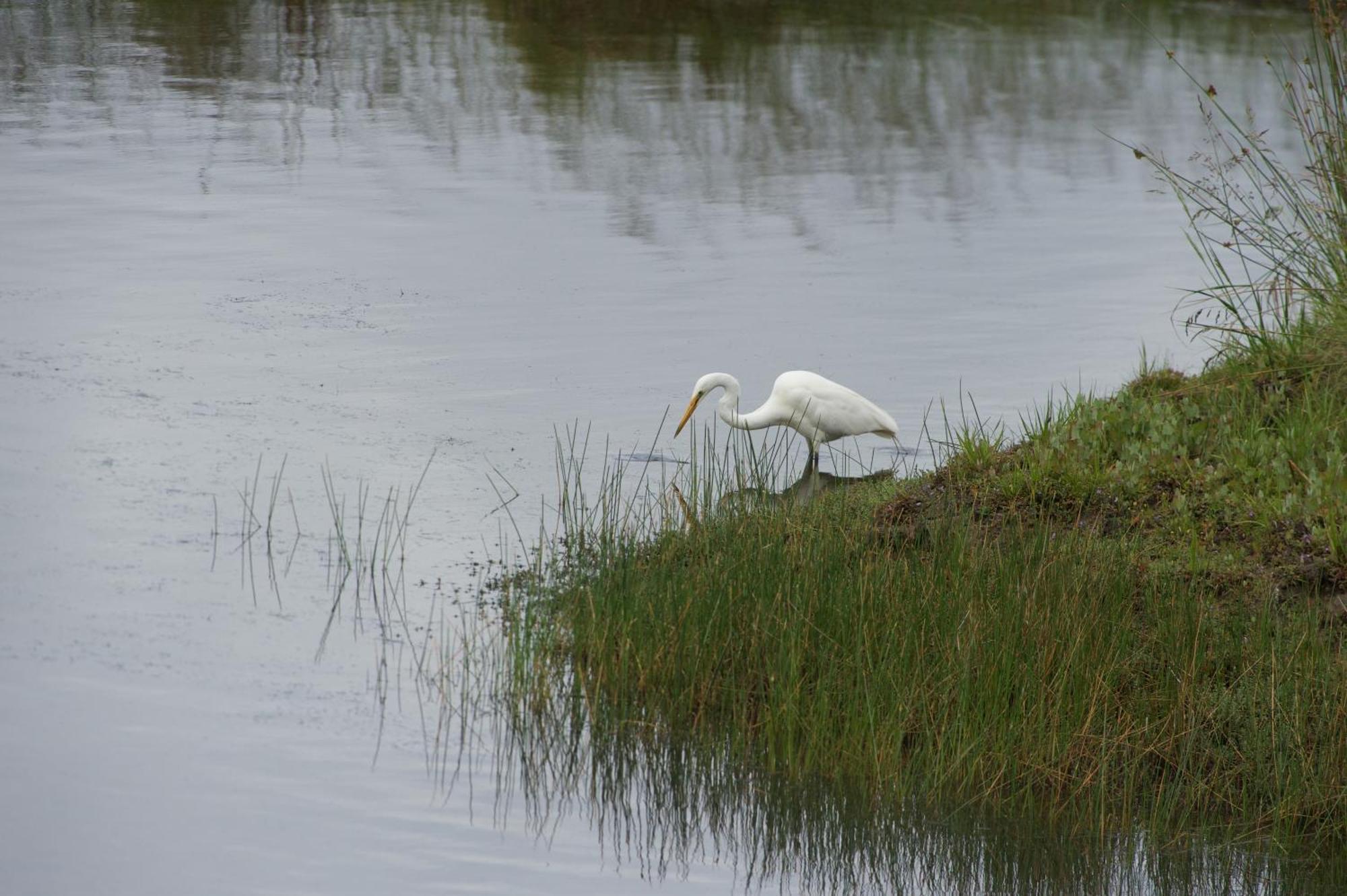 Pelican Point Sanctuary 세인트헬렌 외부 사진